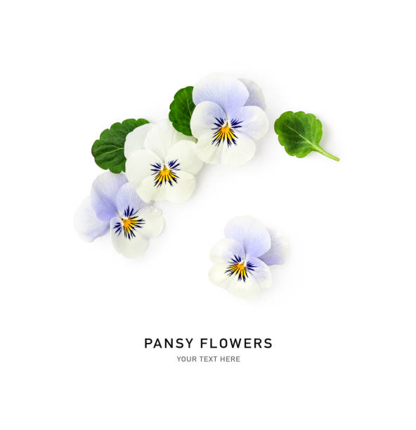 istock Spring viola pansy flowers isolated on white background 1472309707