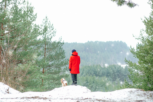 Back view of teenage boy wearing warm red jacket, blue hat jeans, standing near cliff between pines trees in park forest in snowy winter, walking dog cavalier king charles spaniel. Pet care, snowfall.
