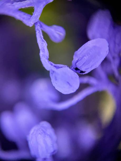 istock Background floral purple print 1472312960