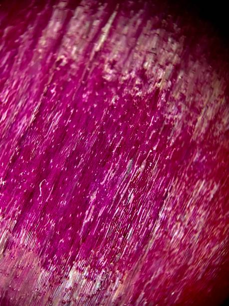 Macro photography of tulip petals