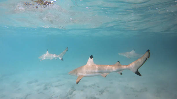 istock Three Blacktip Reef Sharks Swimming In The Ocean 1472313503