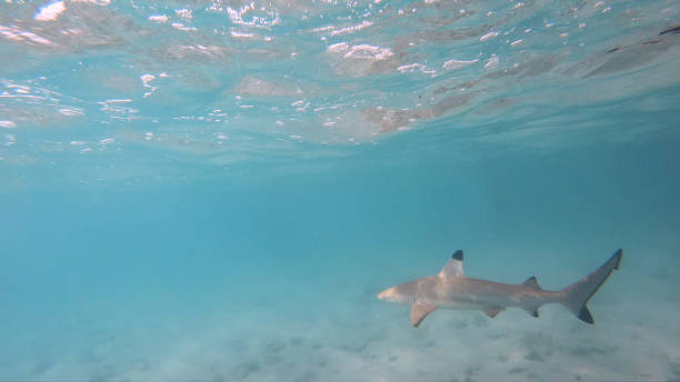 ein schwarzspitzen-riffhai schwimmt im ozean - whitetip reef shark stock-fotos und bilder