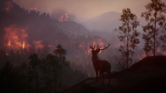 deer watching on the mountain forest hill wildfire burns a high mountain forest 3d rendering motion graphics rendering art design background