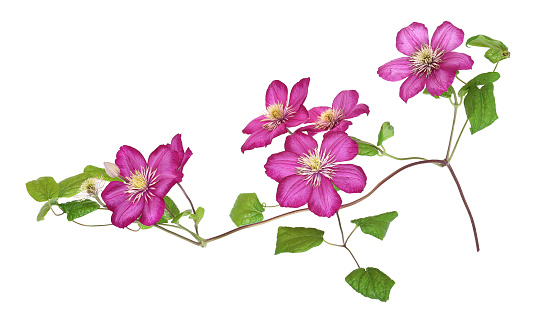 Pink flowering climbing plant of Clematis variety with isolated background.