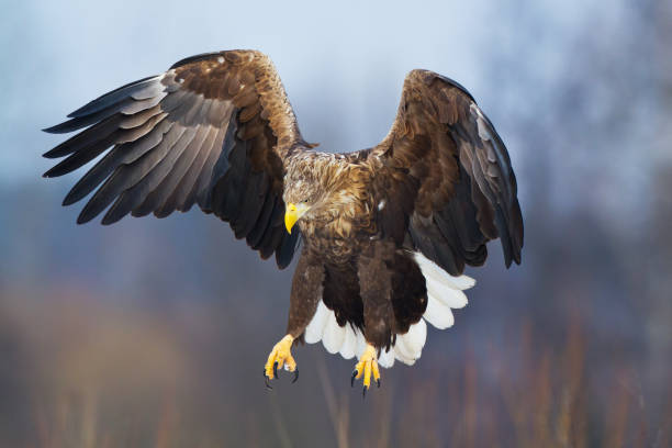 istock Majestic predator White-tailed eagle, Haliaeetus albicilla in Poland wild nature 1472315117