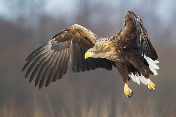 istock Majestic predator White-tailed eagle, Haliaeetus albicilla in Poland wild nature 1472315124