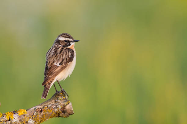 pássaro whinchat saxicola rubetra - pássaro sentado na erva daninha, macho, fundo incrível com luz quente horário de verão polônia, europa - whinchat - fotografias e filmes do acervo