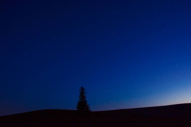 Beautiful spring dusk sky and pine tree in Biei