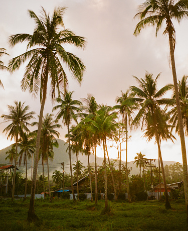 Coconut palm trees at sunset near the village on Ko Samui