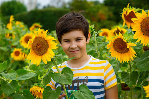 Smiling boy in yellow striped t-shirt stands in sunflower flowers, in the summer, in the park