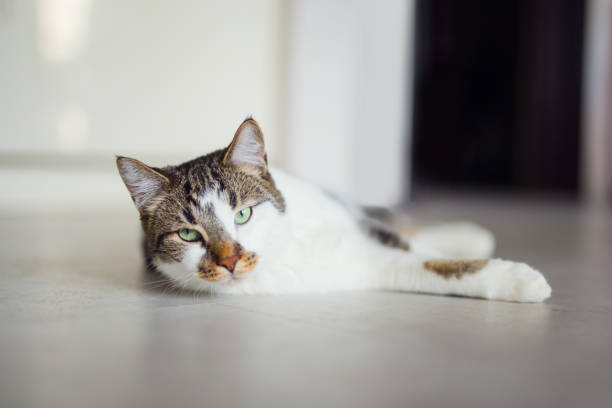istock Cute young cat laying on a floor 1472317702