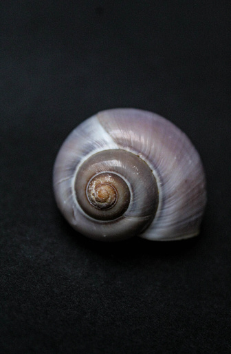 Simple shell against a black background