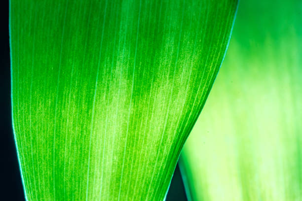 istock Green leaf macro in backlight. Ficus leaf macro shot. Structure of a green ficus leaf..Background texture green leaf structure macro photography 1472323670