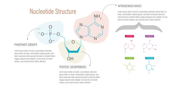 흰색 바탕에 뉴클레오티드 구조. - nucleotides stock illustrations
