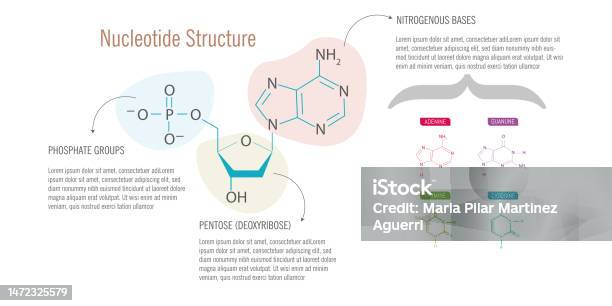 Nucleotide Projection Nucleotide Structure On White Background Stock Illustration - Download ...