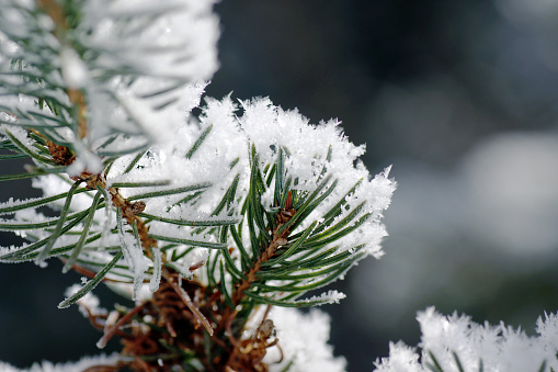 Focus on green fir tree branch, needles covered with white frost, wintertime in the mountains