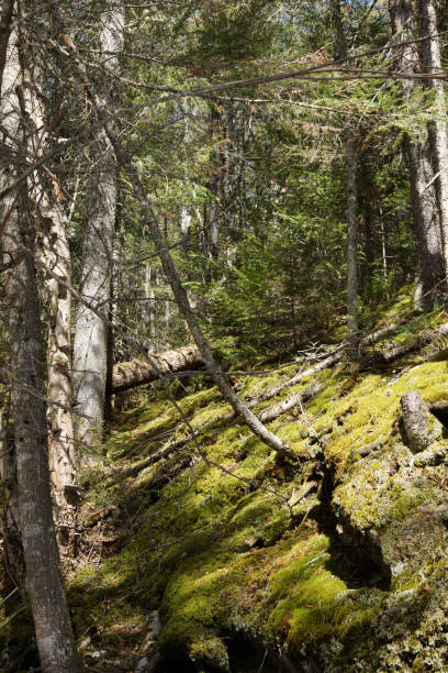 istock Vertical of old nordic forest with moss 1472326007