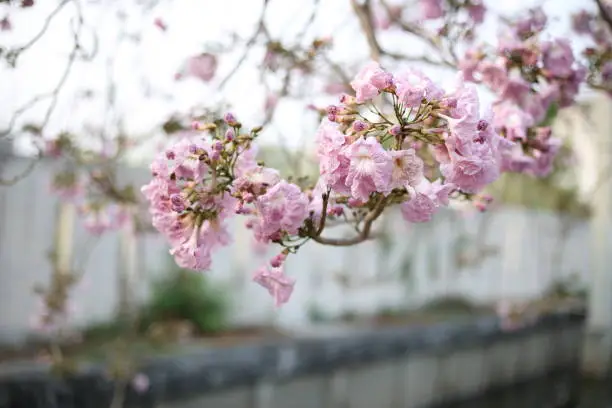 Pink Tecoma, Pink Trumpet Tree or Rosy Trumpet-tree (Tabebuia rosea) is a perennial plant medium to large, Pink Tecoma is popularly planted as an ornamental plant because of its beautiful flowers.