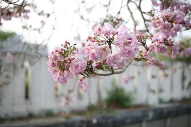 Pink Tecoma, Pink Trumpet Tree or Rosy Trumpet-tree (Tabebuia rosea) is a perennial plant medium to large, Pink Tecoma is popularly planted as an ornamental plant because of its beautiful flowers.