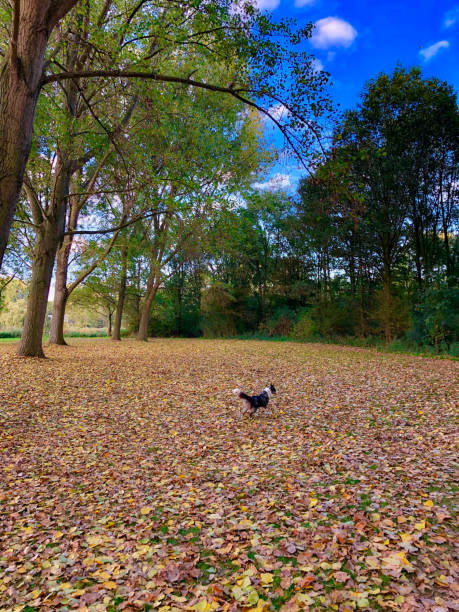 istock Dog running through autumn leaves 1472327033