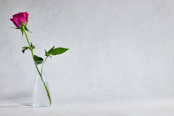istock rose in glass vase isolated on gray background 1472328552
