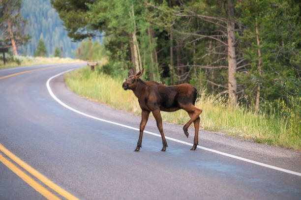istock Moose Calf Walks On Pavement For The First Time 1472329845