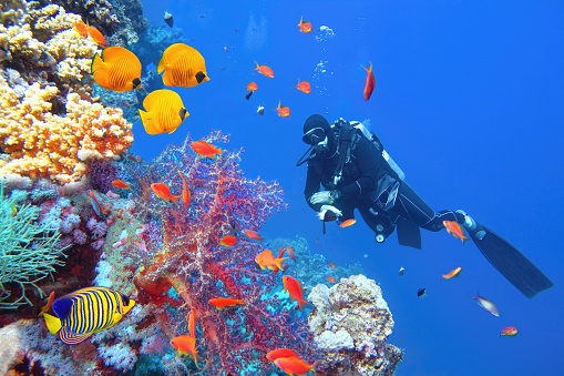 Two silhouettes of Scuba Divers swimming over the live coral reef  full of fish and sea anemones.