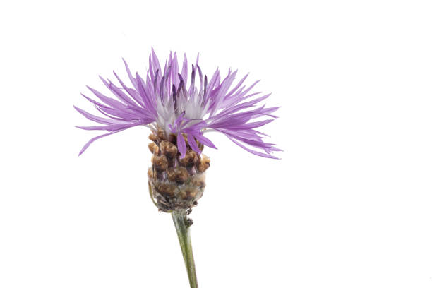 istock Purple wild flower head isolated on white background 1472330551