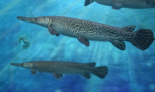 A Closeup picture of alligator gar breed of fishes in Aquarium. They are large fishes