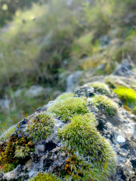 istock Green moss in the forest. Stack of pebble stones by a stream in a forest 1472336477
