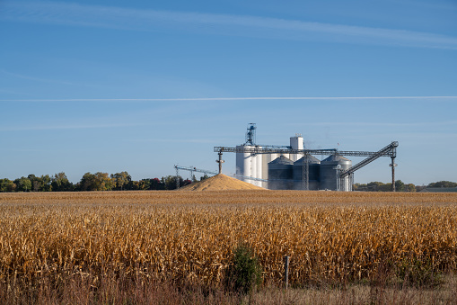 Grain storage with mature corn crop at harvest time