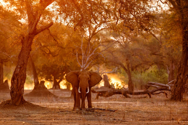 istock elephant in Mana Pools National Park in Zimbabwe 1472336713