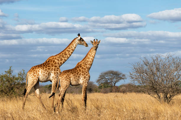 Giraffe  in Kruger National Park in South Africa stock photo