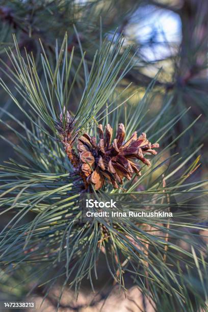 A Closeup Photo Of A Green Needle Pine Small Pine Cones At The Ends Of The  Branches Blurred Pine Needles In The Background Stock Photo - Download  Image Now - iStock