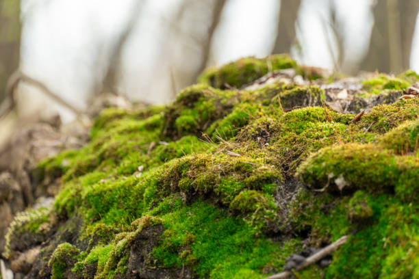 istock Green young moss in nature. Beautiful grass grows in the forest. 1472338499
