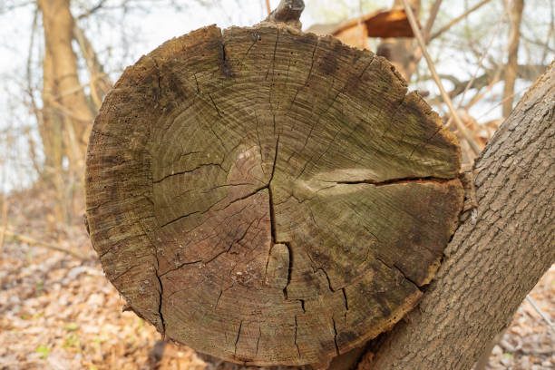 istock Felled tree in the forest. Dead plant deforestation. 1472338571