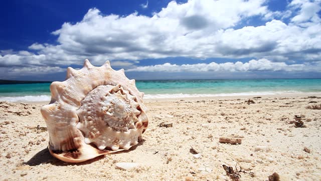Seashell on sandy beach with turquoise sea background. Tropical destinations