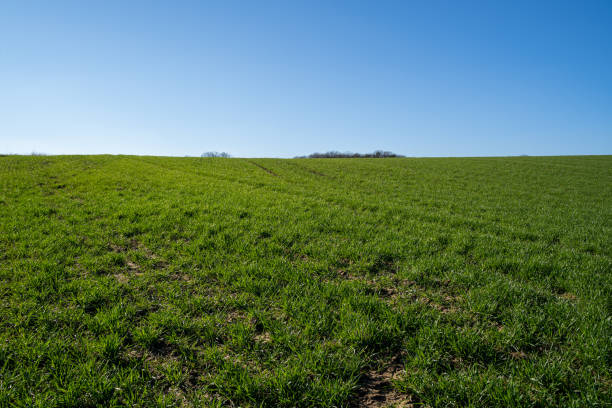 春の青空と風景の中の草が茂った丘 - non urban scene landscaped clear sky germany ストックフォトと画像