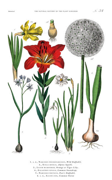 antike botanische gravur, geschichte des pflanzenreichs, viktorianische botanische illustration, tafel 34, um 1853 - tulpenzwiebel stock-grafiken, -clipart, -cartoons und -symbole