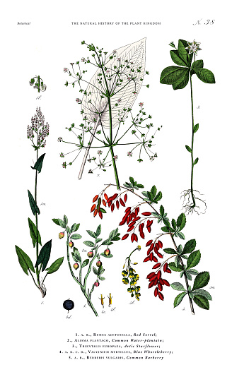 Very Rare, Beautifully Illustrated Antique Engraved Victorian Botanical Illustration of The Plant Kingdom Victorian Botanical Illustration published in 1853. Copyright has expired on this artwork. Digitally restored.