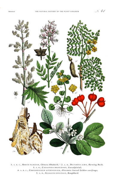 ilustraciones, imágenes clip art, dibujos animados e iconos de stock de grabado botánico antiguo, historia del reino vegetal, ilustración botánica victoriana, lámina 41, circa 1853 - winged spindletree illustrations