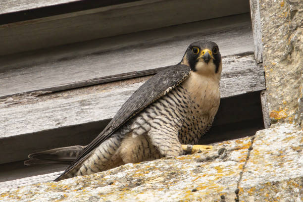 istock Peregrine Falcon 1472340754