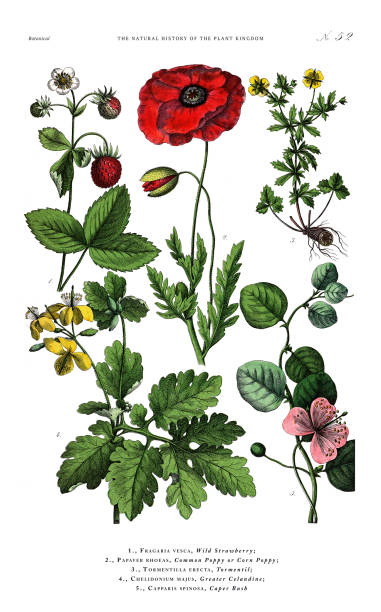 Antique Botanical Engraving, History of the Plant Kingdom, Victorian Botanical Illustration, Plate 52, Circa 1853 Very Rare, Beautifully Illustrated Antique Engraved Victorian Botanical Illustration of The Plant Kingdom Victorian Botanical Illustration published in 1853. Copyright has expired on this artwork. Digitally restored. opium poppy stock illustrations
