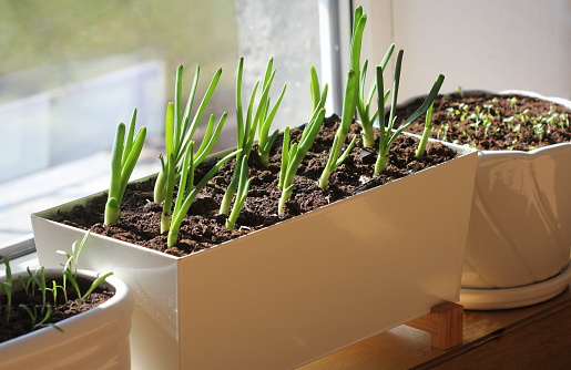 Young seedling of onion, basil, spinach growing in pot on windowsill . Gardening concept. .