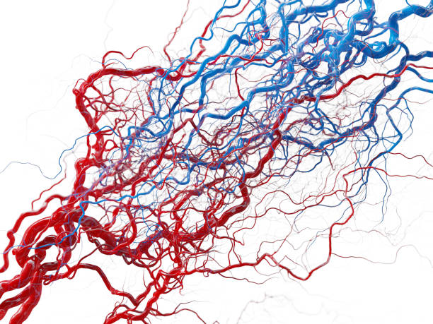 système vasculaire - vaisseaux sanguins sur blanc - illustration médicale stock photo photo - human vein photos et images de collection