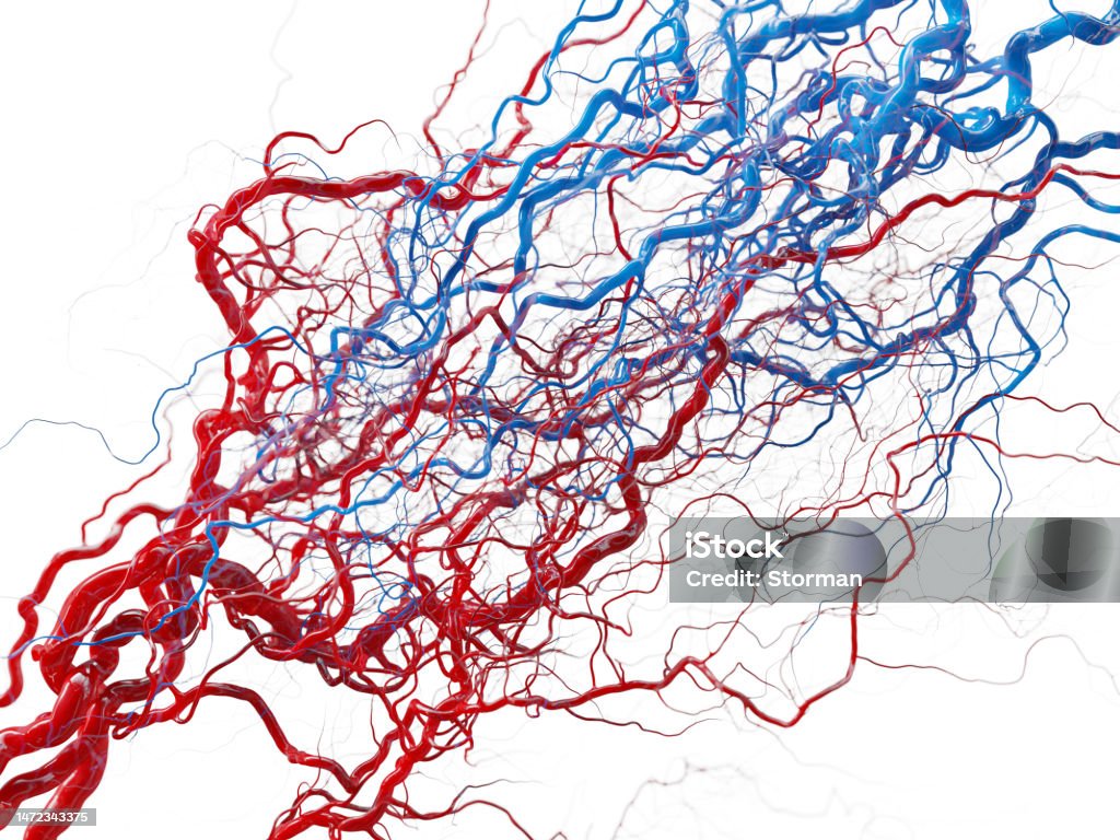 Vascular system - blood vessels on white - medical illustration stock photo stock photo royalty free stock image, an artistic medical illustration of the vascular system (circulatory system) on white background - high quality 3D render of blood vessels, veins and arteries full of blood Vein Stock Photo
