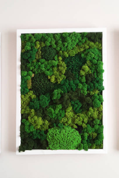 istock green stabilized moss for ecological interior design close-up, vertical gardening 1472343408