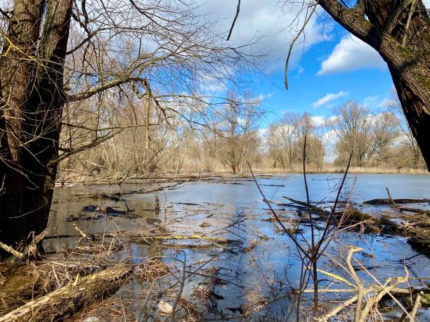 istock Backwaters of the Narew River 1472344438