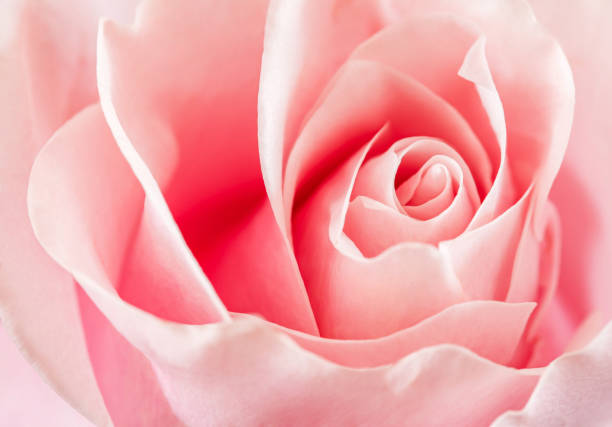 istock Rose pink flower, open petals bud close-up, top view, selective focus 1472344554