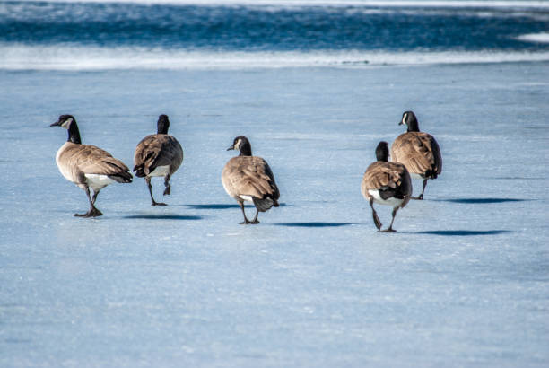 istock Flock of Canada Geese Walking on the Ice 1472344577